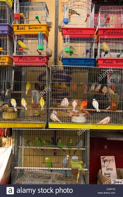 His vision was to put the health and happiness of all his. Birds for sale at a pet shop in Athens, Greece Stock Photo ...