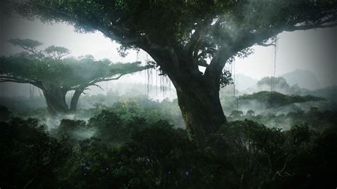 Dense Forest With Fog Hd Jungle Wallpapers Hd Wallpapers Id 62660