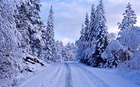 Snow Covered Road Through The Trees Desktop Wallpapers 2560x1600