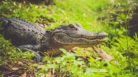 Where To See Alligators In Louisiana Complete Guide Travellers Elixir