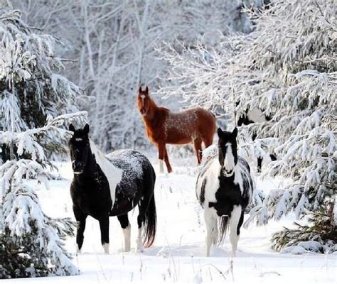 Hond honden huilen vrouw sneeuw janken samen dieren. in de sneeuw | **MIA PLAATJES CARROUSEL** | Paarden