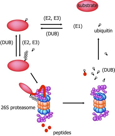 Proteasome pathway involves post translational modification called ubiquitination. Targeting the ubiquitin proteasome pathway for the ...