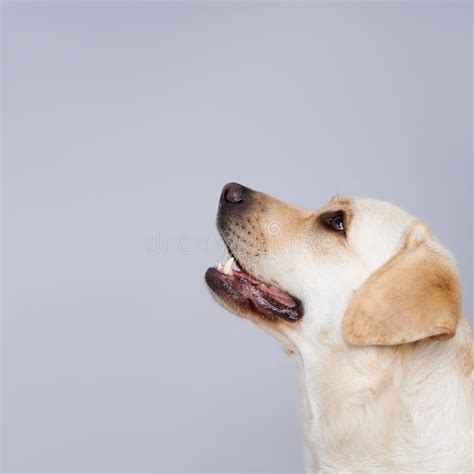 Faithful Golden Labrador Stock Image Image Of Gundog 28669309