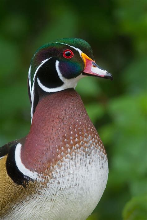 A Beautiful Male Wood Duck In Freshly Attained Breeding Plumage Stands