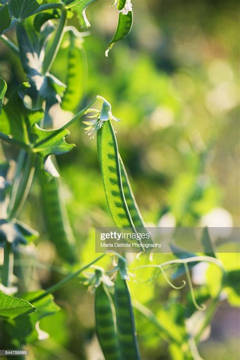 Garden Pea Pod Pisum Sativum High Res Stock Photo Getty Images