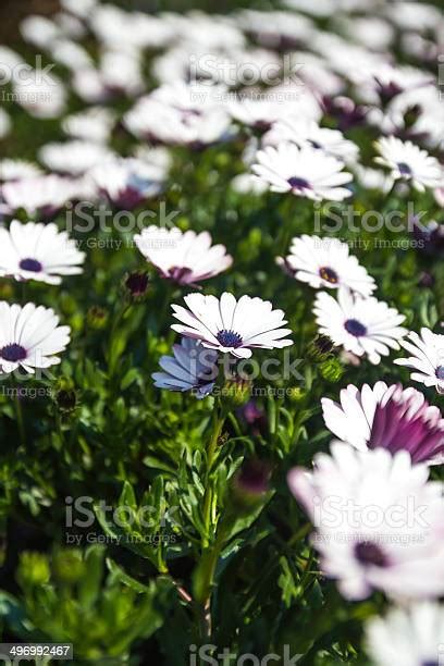 White And Purple African Daisy Flower Stock Photo Download Image Now