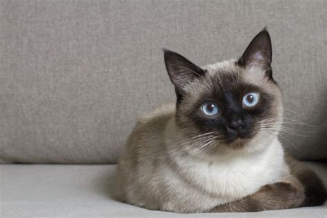 Are Siamese Cats Hypoallergenic What You Should Know Excited Cats
