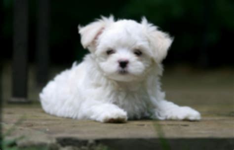 Puppies Dogs Pearltrees