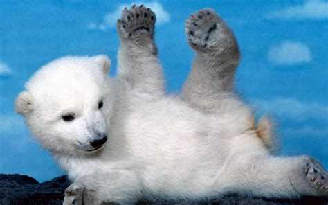 White Cubs Skyscapes Polar Bears Furry Baby Animals Wallpaper