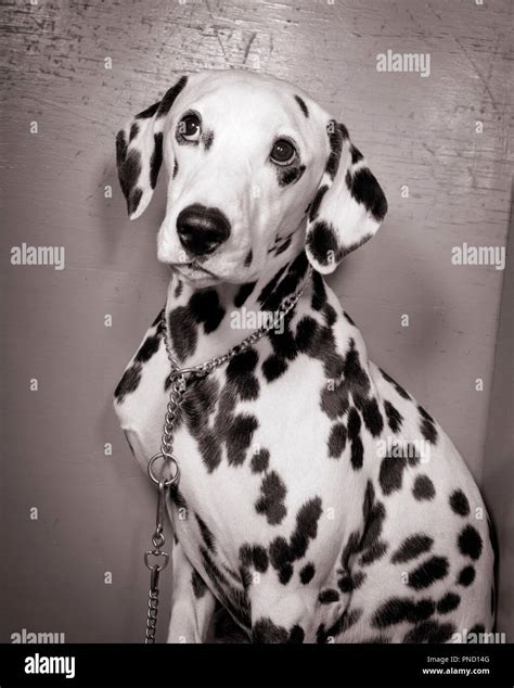 Liver Spotted Dalmatian Hi Res Stock Photography And Images Alamy