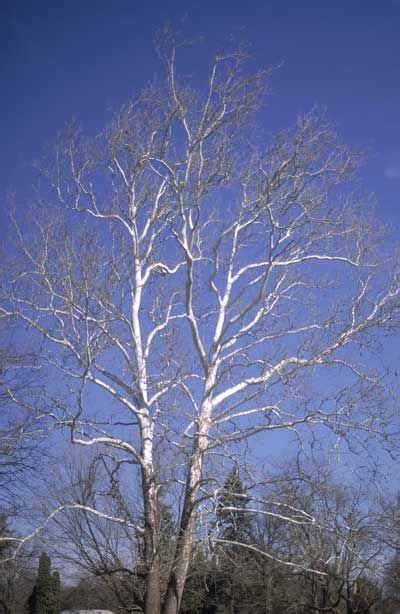 white bark - Sycamore | Sycamore tree, Sycamore, Ohio trees