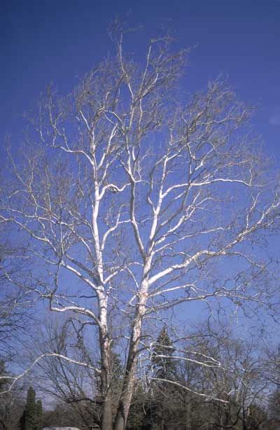 Trees Of Ohio Sycamore Sycamore Tree Ohio Trees Sycamore