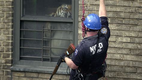 ming of harlem yes a 425 pound tiger lived in an n y c apartment the new york times