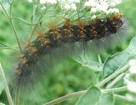 Salt Marsh Moth Caterpillar Estigmene Acrea BugGuide Net