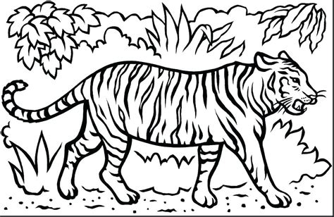 Tiger Coloring Pages Realistic At Free Printable