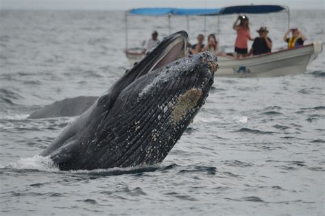 I was lobster diving and a humpback whale tried to eat me. Whales of Baja California: Part 1 - Whale Watch Cabo Tours