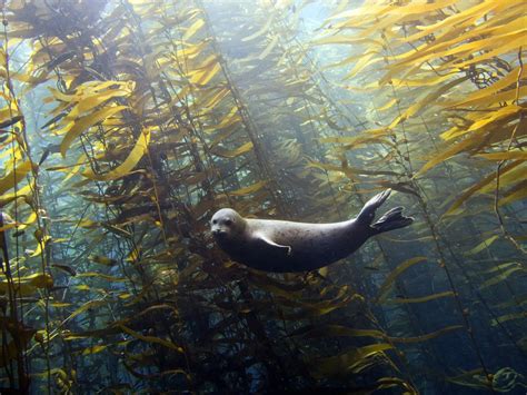 Kelp Forest Animals Sea Creatures