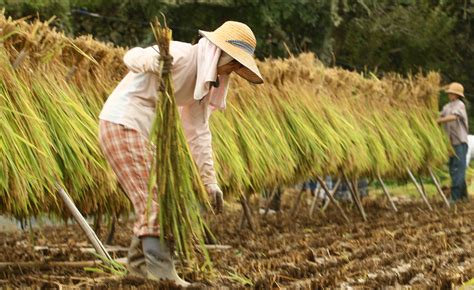 The perfect rice is soft and fluffy, with each grain. Inekari: Rice harvest