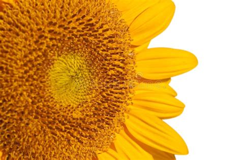 Close Up Of A Sunflower Side View Isolated On White Stock Photo