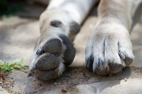 Pododermatitis En Perros Tiendanimal