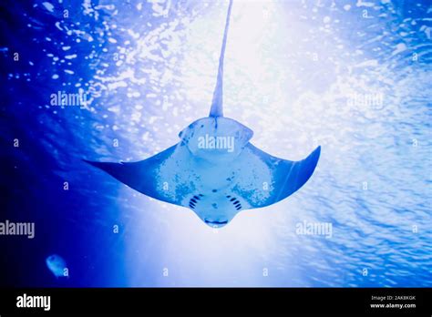 Cownose Rays Rajidae Manta Ray Swimming Inside An Aquarium Stock