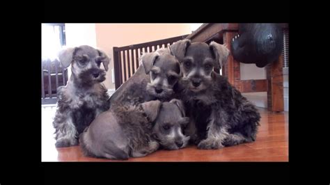 All of our puppies are born and raised indoors and are watched. Miniature Schnauzer puppies for sale February 22, 2013 ...