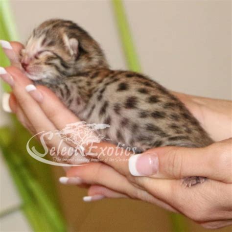 Savannah cats are a spotted domestic cat breed started in the 1980's. F4 Savannah Cat for Sale | Find Costs and Price | Savannah ...