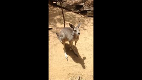 Kangaroo Tongue Display Youtube