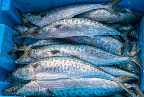 Fresh Spanish Mackerel Fish Caught In The Fish Market This Fish Species