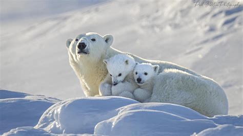 Intimate Moments Between Mama Polar Bear And Her Cubs Captured By