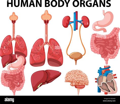 Organi Del Corpo Umano