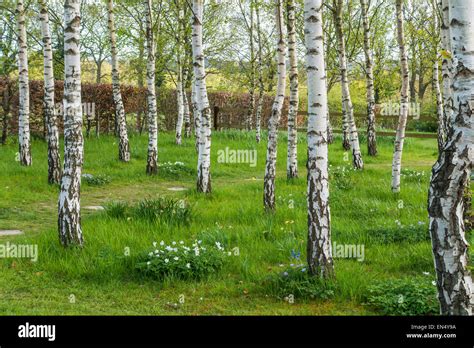 Silver Birch Garden High Resolution Stock Photography and Images - Alamy