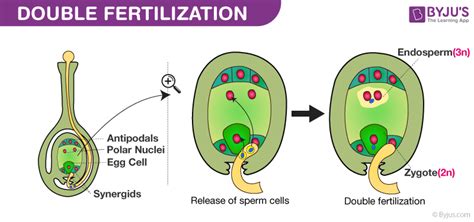 Explain Double Fertilization In Plants