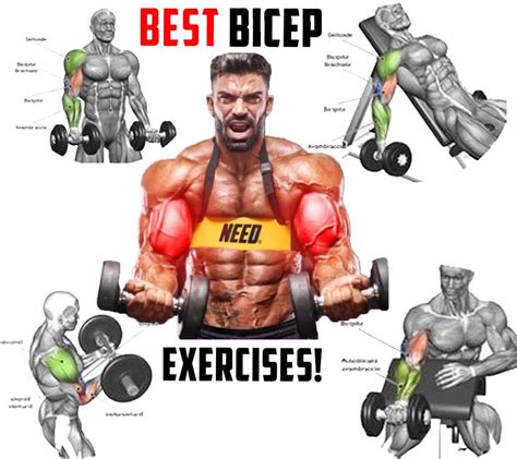 Bicep Exercises The Best Training Program
