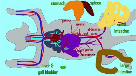 This video covers one of our blood vessel models blood vessels of the cat digestive system - YouTube