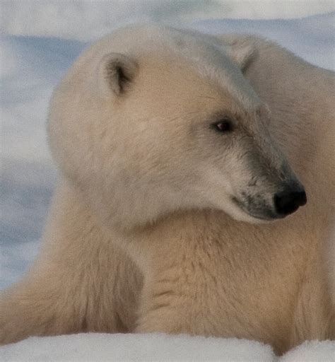 Polar Bear Profile By Karen Nelson Redbubble