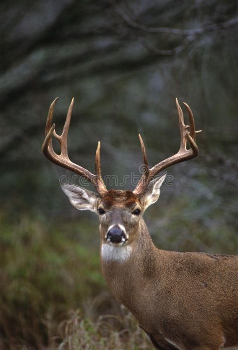 Whitetail Buck Portrait A Close Up Portrait Of A Huge White Tailed