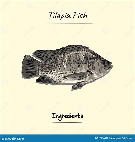 Tilapia Freshwater Fish Fresh Aquatic Fish Species Cartoon Vector