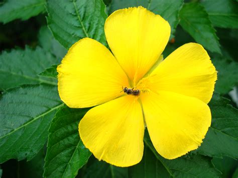 The flowers are listed in no particular order or ranking. Asisbiz Flowers Philippines 005