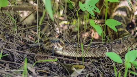 Rattlesnake On Hiking Trail Sedona Hiking Arizona Uhd Youtube