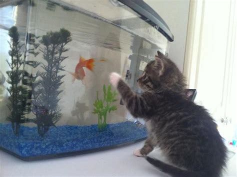 Hobson The Kitten With The Goldfish Goldfish Kitten Favorite