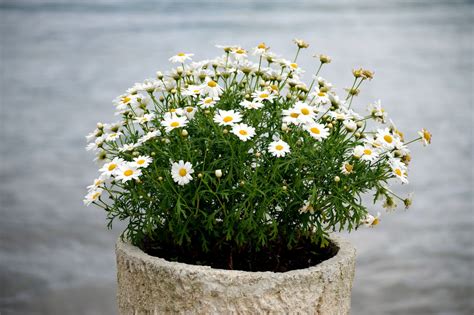 We did not find results for: Types of Daisy Flowers With Pin-worthy Pictures - Gardenerdy