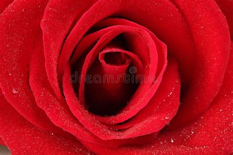 Closed Up Of Fresh Red Roses Stock Image Image Of Symbol Valentine