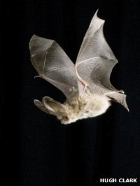 Bat Conservation Trust In Scotland Seeks New Carers Bbc News