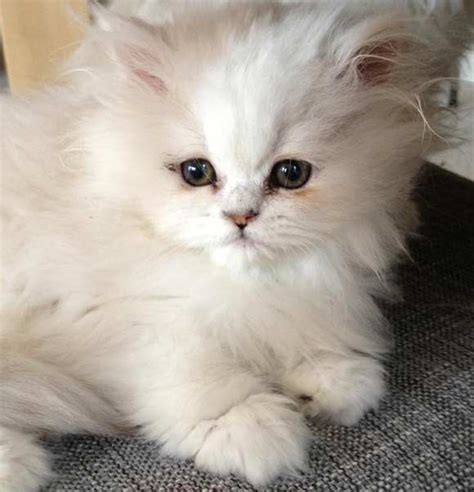 We did not find results for: Persian Cat : Biological Science Picture Directory ...