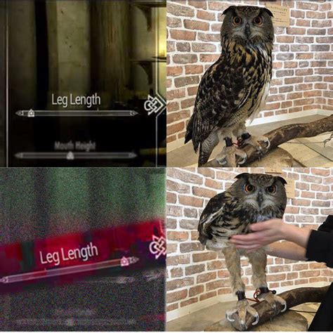 Owl Legs Meme