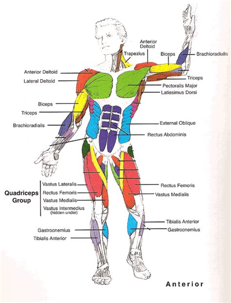 Human Muscles Diagram Body Muscles Esl Worksheet By Vicenta