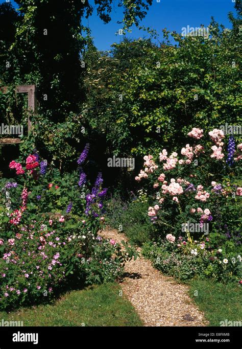 Pink Roses And Blue Delphiniums In Borders On Either Side Of Gravel