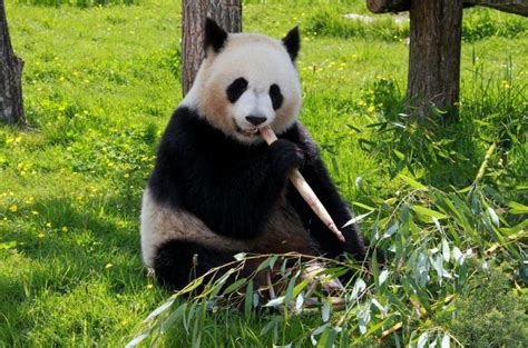 Panda Velká 1001 Zahraniční Zajímavost