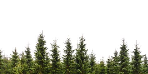 Evergreen Trees Png Free Image Png